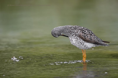 Greater Yellowlegs - Tringa melanoleuca