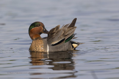 Green-winged teal - Anas carolinensis