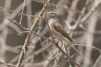 Lark-like Bunting - Emberiza impetuani