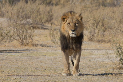 African Lion - Panthera leo