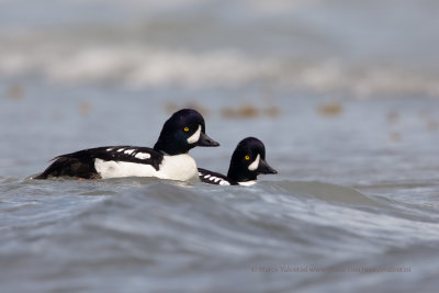 Barrow's Goldeneye - Buchepala islandica