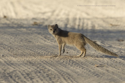 Yellow Mongoose - Cynictis penicillata