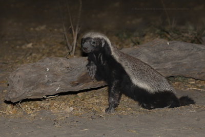 Honey Badger - Mellivora capensis