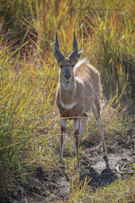 Chobe Bushbuck - Tragelaphus ornatus