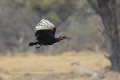 Southern Ground-hornbill - Bucorvus leadbeateri