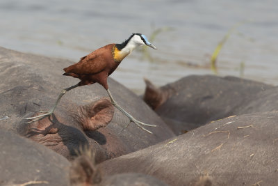 African jacana - Actophilornis africanus