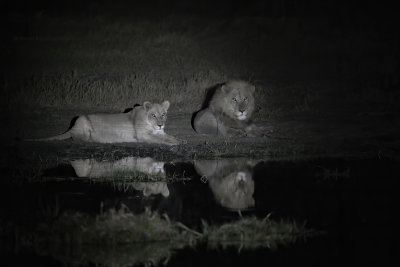 African Lion - Panthera leo