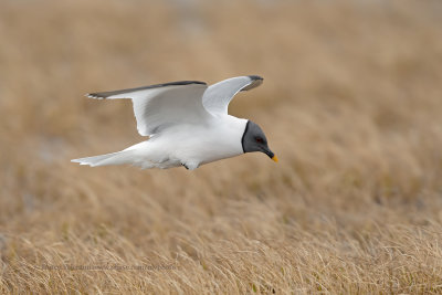 Sabine's Gull - Xema sabini