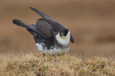 Pomarine Skua - Stercorarius pomarinus