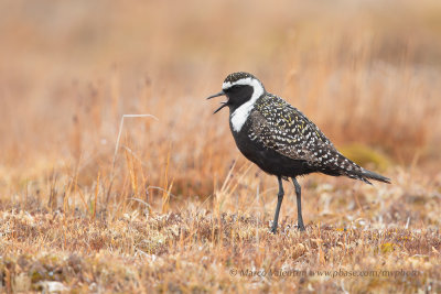 American Golden Plover - Pluvialis dominica