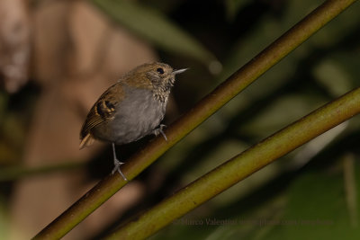 Star-throated Antwren - Rhopias gularis