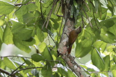 Scaled woodcreeper - Lepidocolaptes squamatus