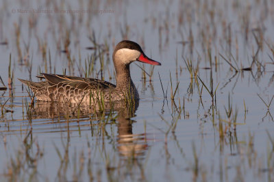 Red-billed Teal - Anas erythrorhyncha