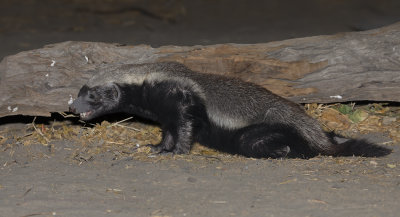 Honey Badger - Mellivora capensis