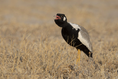 Northern Black korhann - Afrotis afraoides