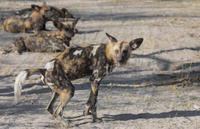 African Wild Dog - Lycaon pictus