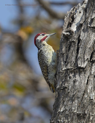 Bearded Woodpecker - Dendropicos namaquus