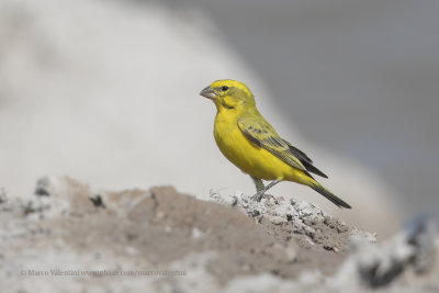 Yellow Canary - Crithagra flaviventris