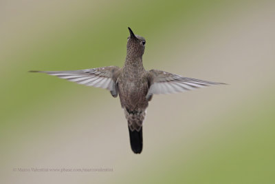 Sombre Hummingbird - Aphantochroa cirrochloris