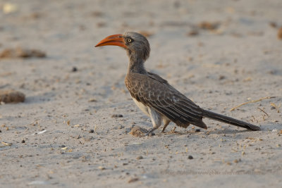 Bradfield's Hornbill - Tockus bradfieldi