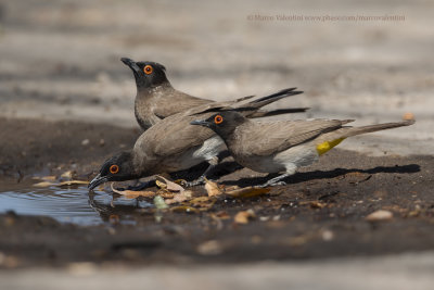 African red-eyed bulbul - Pycnonotus nigricans