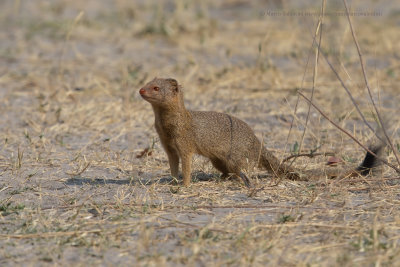 Slender Mongoose - Gallarella sanguinea