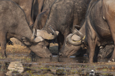 Cape Buffalo - Syncerus caffer