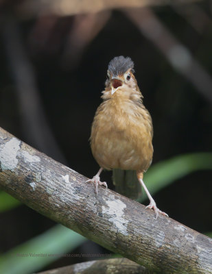 Brown-capped babbler - Pellorneum fuscocapillus