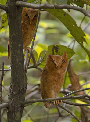 Serendib's Scops Owl - Othus thilohoffmanni