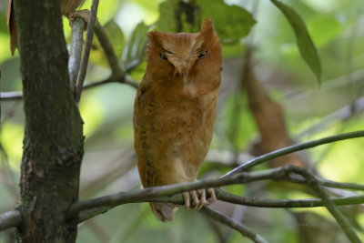 Serendib's Scops Owl - Othus thilohoffmanni