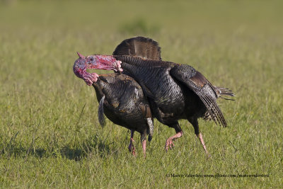 Wild turkey - Meleagris gallopavo