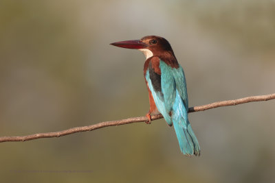 White-throated Kingfisher - Halcyon smyrnensis