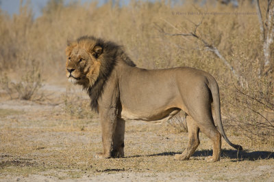 African Lion - Panthera leo