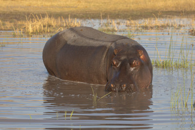 Hippo - Hippopotamus amphibius