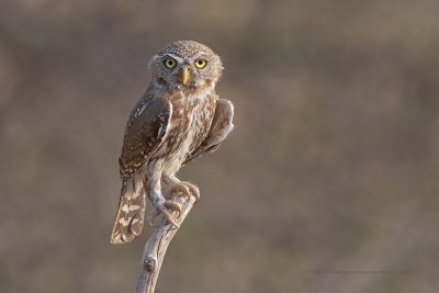 Pearl-spotted Owlet - Glaucidium perlatum