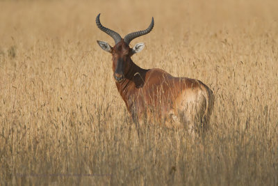 ethiopia_2012_mammals