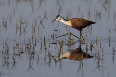 African jacana - Actophilornis africanus