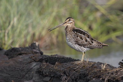 Wilson's Snipe - Gallinago delicata