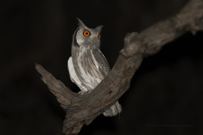 Southern White-faced owl - Ptilopsis granti