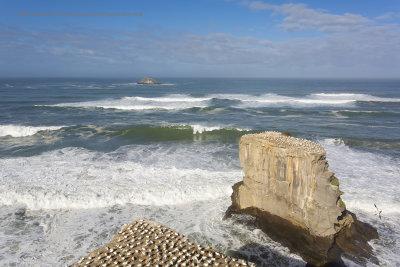 Muriwai Head