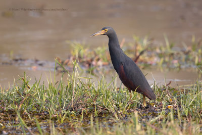 Rufous-bellied heron - Ardeola rufiventris