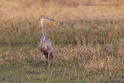 Goliath Heron - Ardea goliath