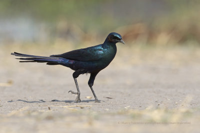 Burchell's Starling - Lamprotornis australis