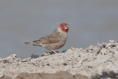 Red-headed Finch - Amadina erythrocephala