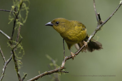 Olive-green Tanager - Orthogonys chloricterus