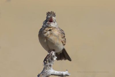 Rufous-naped Lark - Mirafra africana