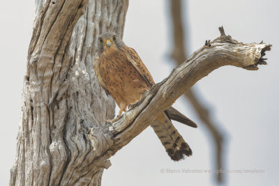 Rock Kestrel - Falco rupicolus