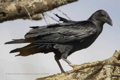 Fan-tailed Raven - Corvus rhipidurus