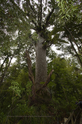 Kauri forest