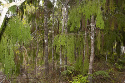 Kauri Forest